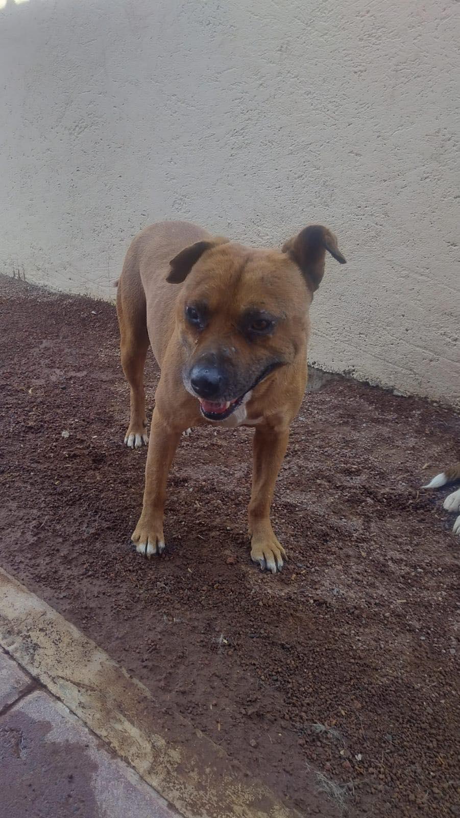 Hector photo 3