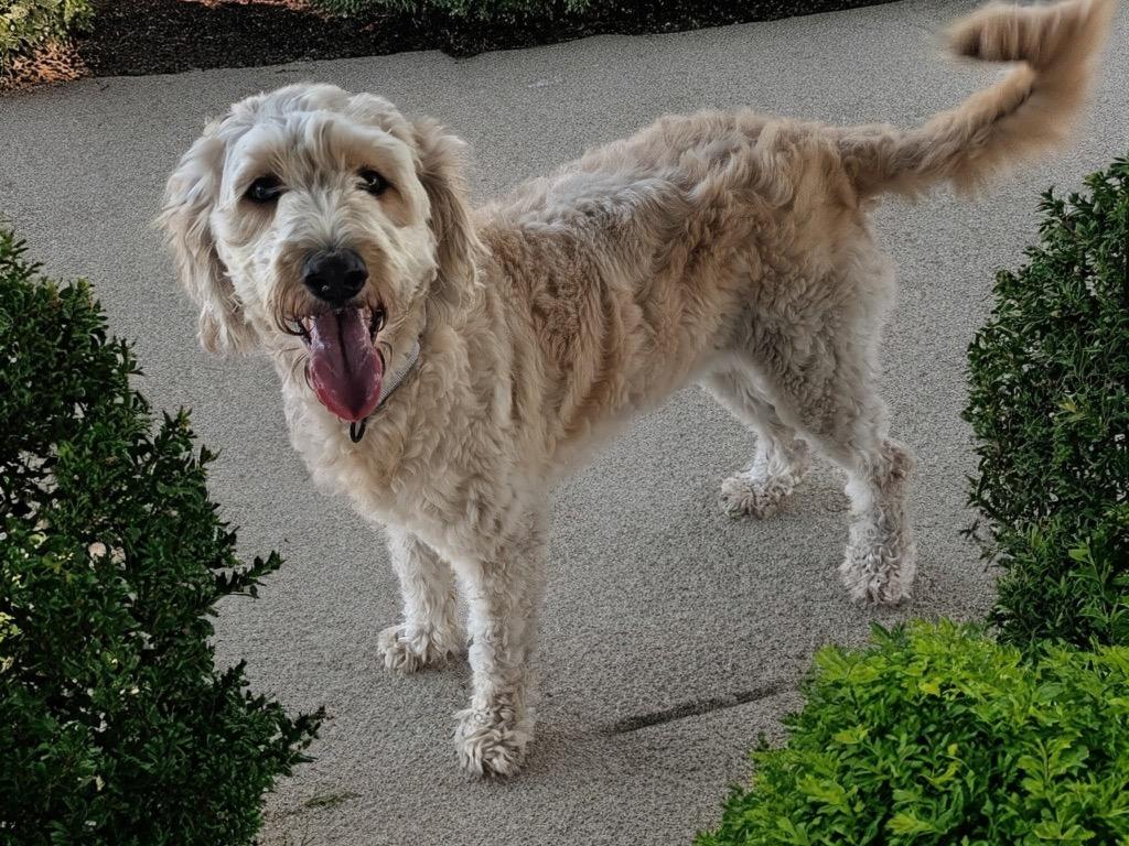 Maggie-45lb Golden Doodle!, Adopted, Adult Female Golden Retriever & Poodle.
