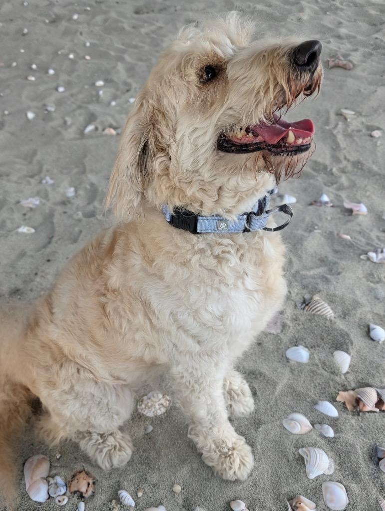 Enlarge Maggie-45lb Golden Doodle!, a Adopted mixed breed in Fort Myers, FL image 2/3