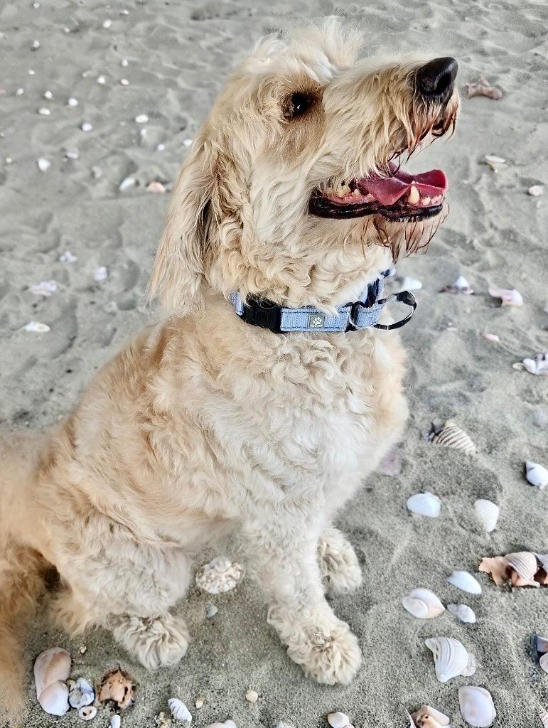 Enlarge Maggie-45lb Golden Doodle!, a Adopted mixed breed in Fort Myers, FL image 3/3
