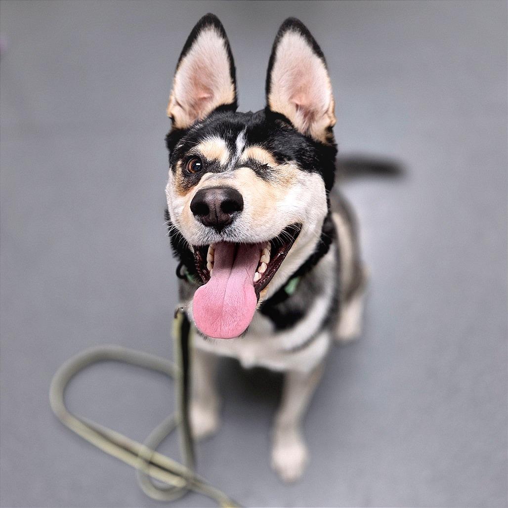 Enlarge Plankton, a Adoptable mixed breed in Albuquerque, NM image 1/6