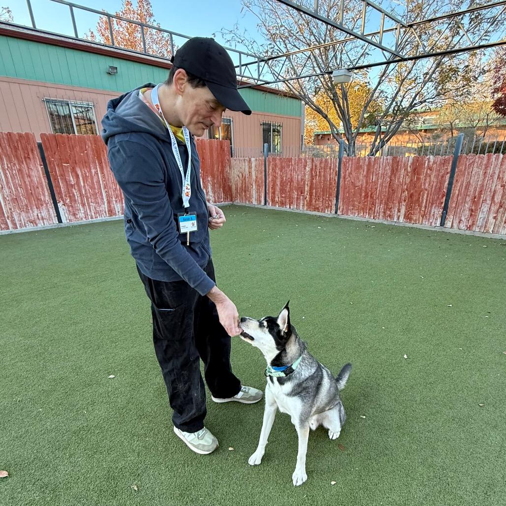 Enlarge Plankton, a Adoptable mixed breed in Albuquerque, NM image 2/6
