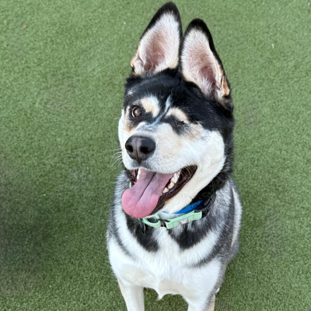 Enlarge Plankton, a Adoptable mixed breed in Albuquerque, NM image 3/6