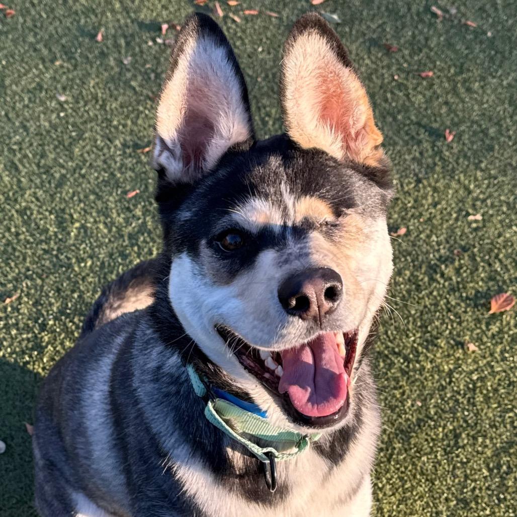 Enlarge Plankton, a Adoptable mixed breed in Albuquerque, NM image 4/6