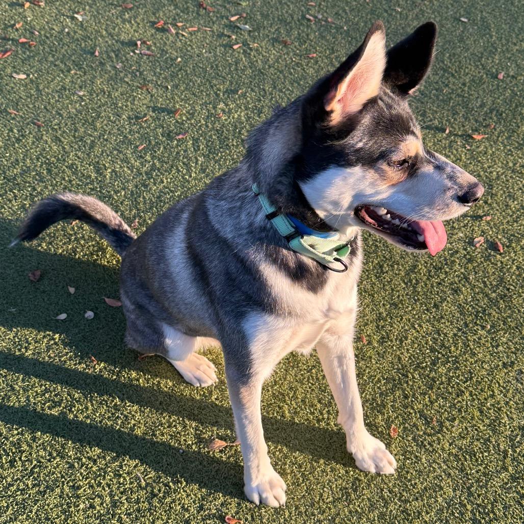 Enlarge Plankton, a Adoptable mixed breed in Albuquerque, NM image 5/6