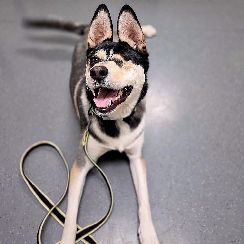 Enlarge Plankton, a Adoptable mixed breed in Albuquerque, NM image 6/6