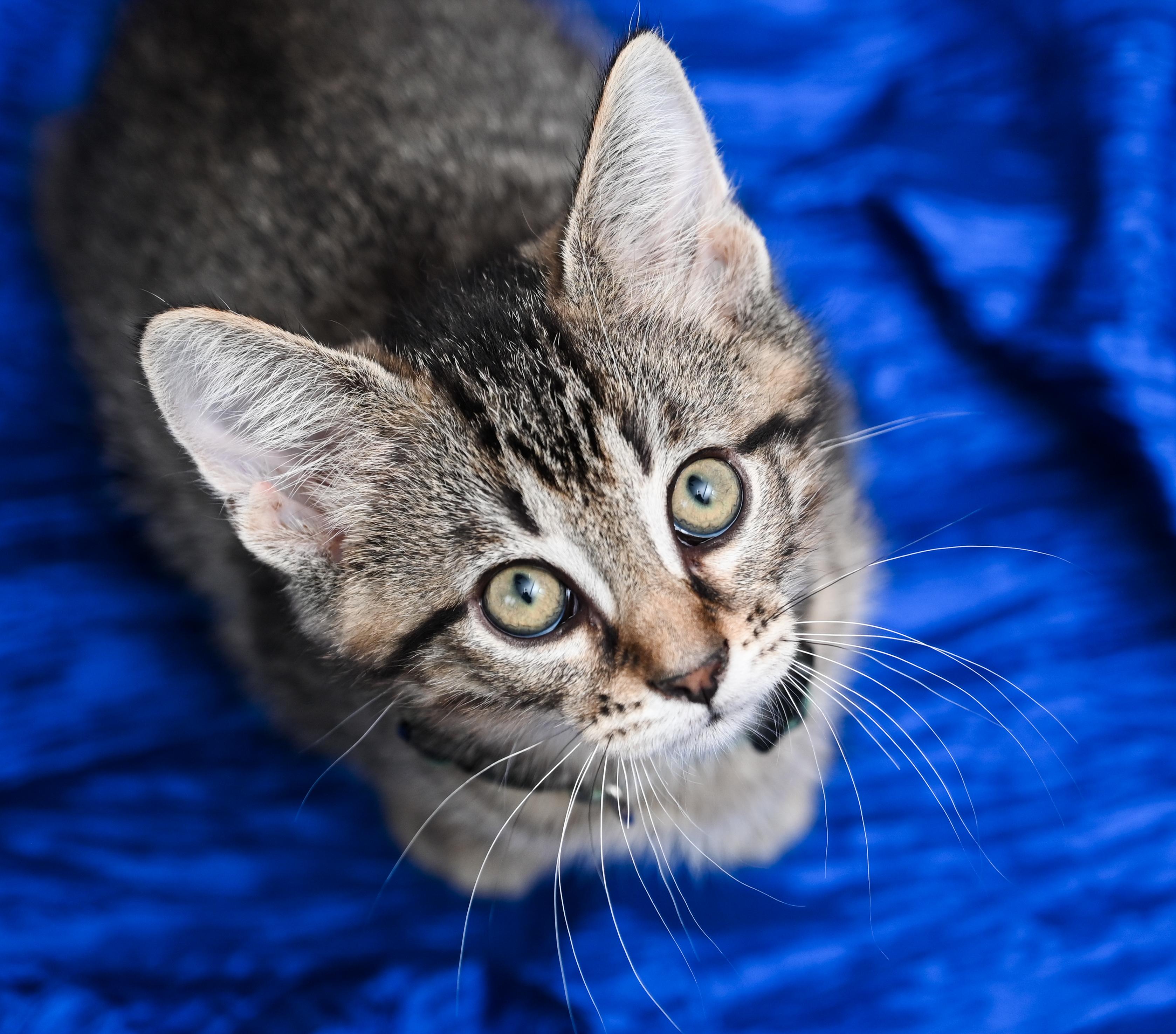 Enlarge Keebler, a Adoptable mixed breed in Chattanooga, TN image 4/6