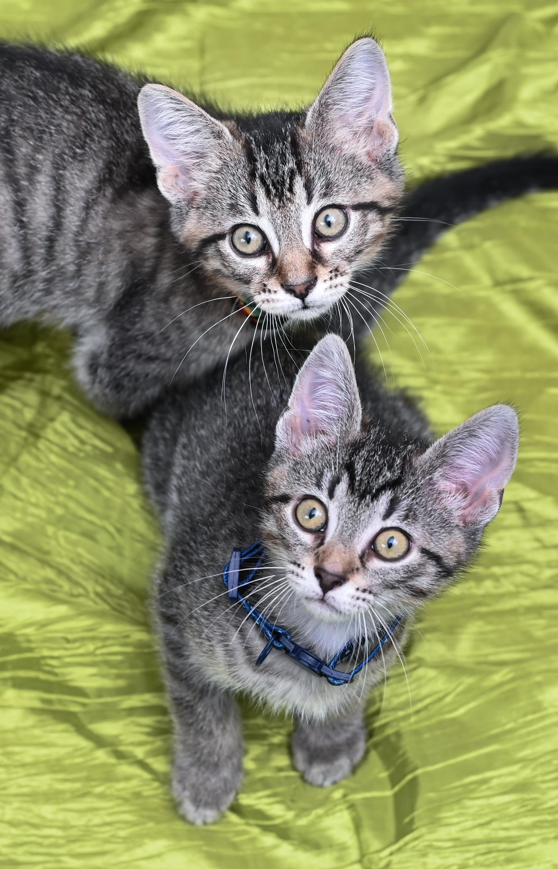 Enlarge Keebler, a Adoptable mixed breed in Chattanooga, TN image 6/6