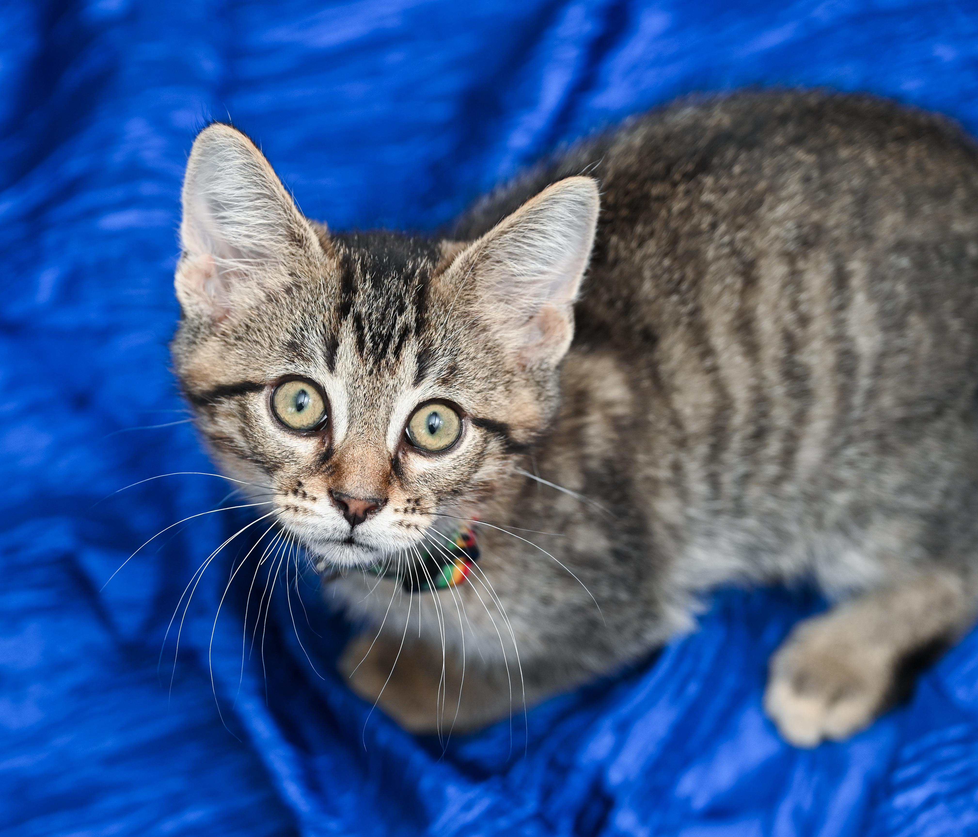 Enlarge Keebler, a Adoptable mixed breed in Chattanooga, TN image 2/6