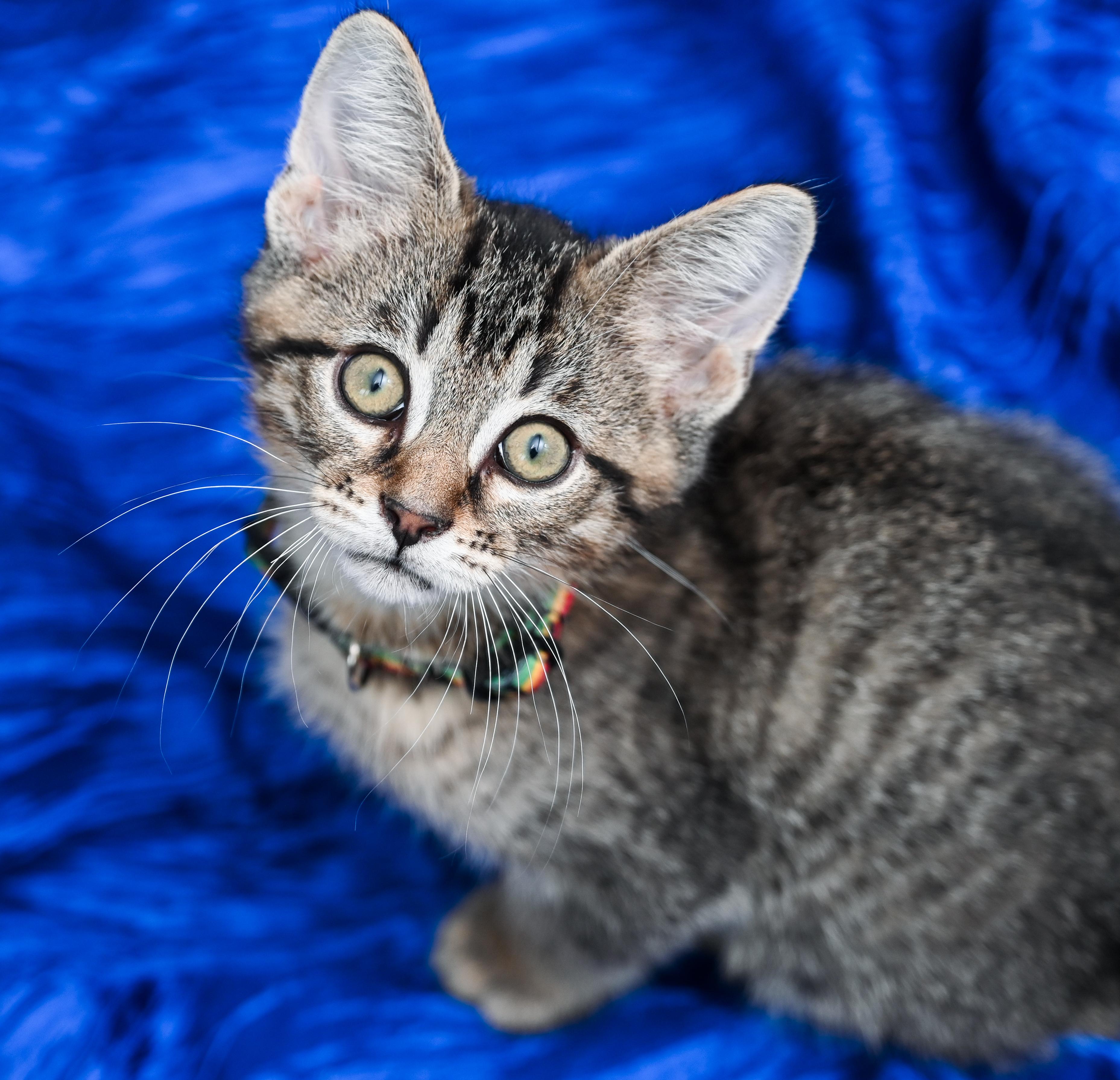 Enlarge Keebler, a Adoptable mixed breed in Chattanooga, TN image 1/6