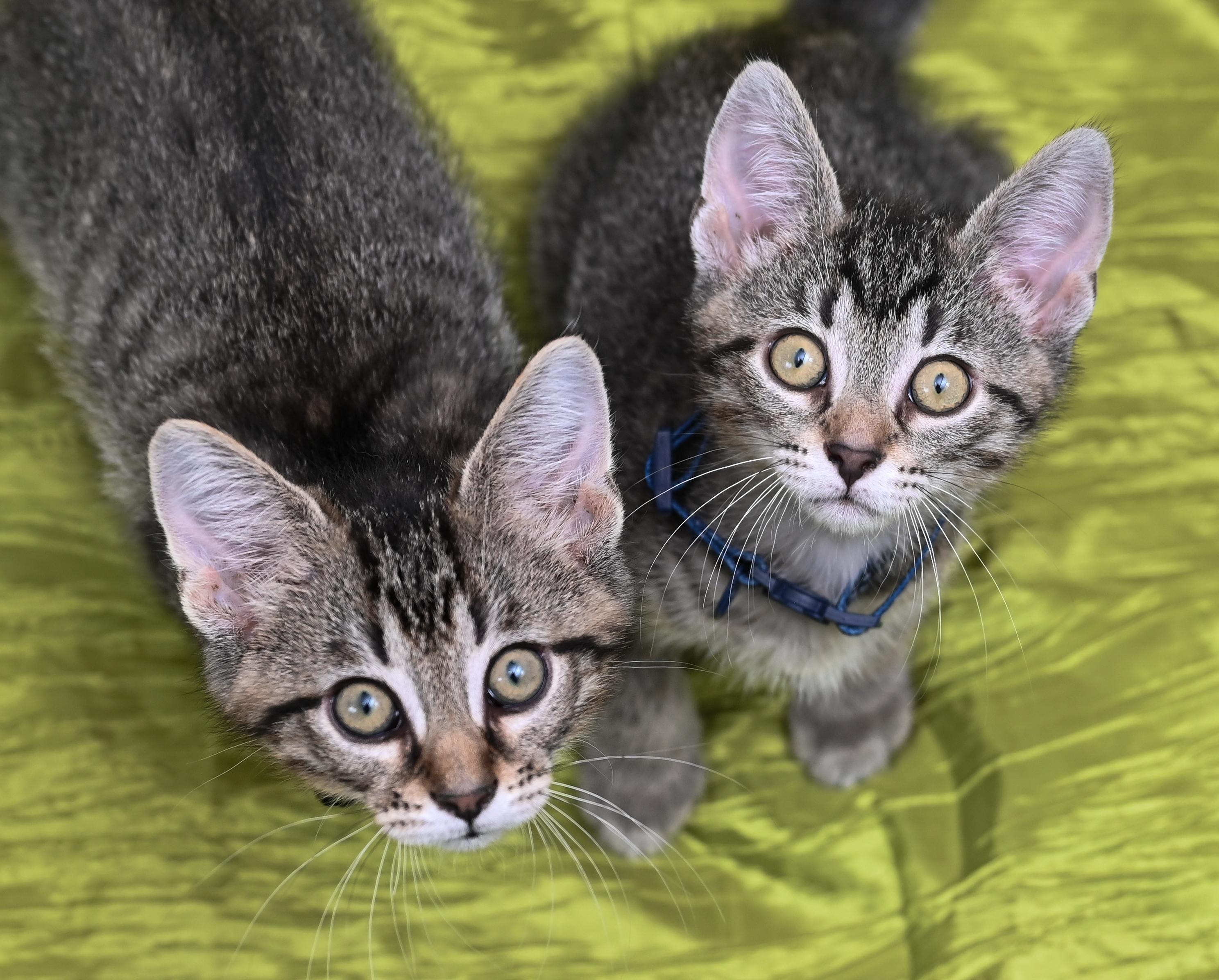 Enlarge Keebler, a Adoptable mixed breed in Chattanooga, TN image 3/6