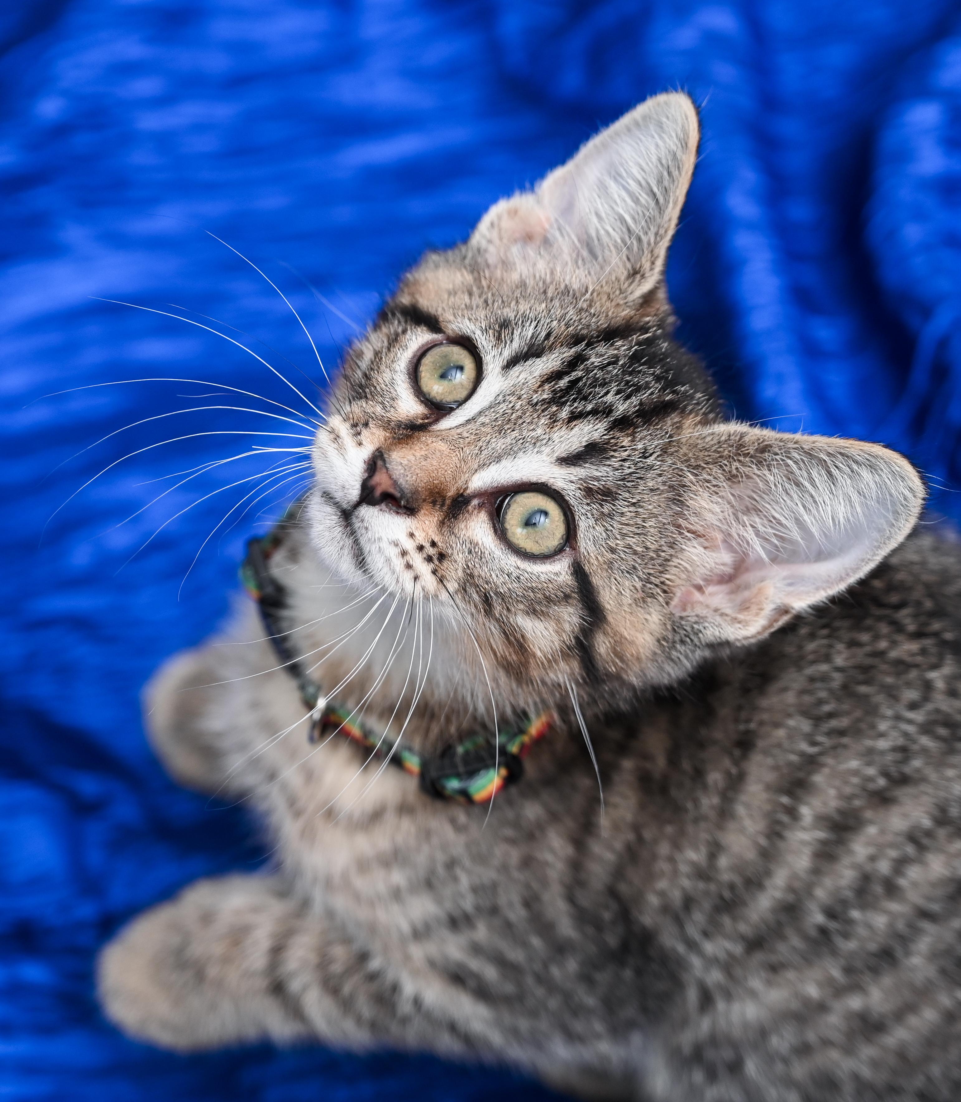 Enlarge Keebler, a Adoptable mixed breed in Chattanooga, TN image 5/6