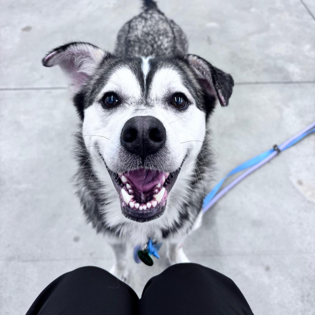 Enlarge Cooper, a Adoptable Husky in Bismarck, ND image 1/6