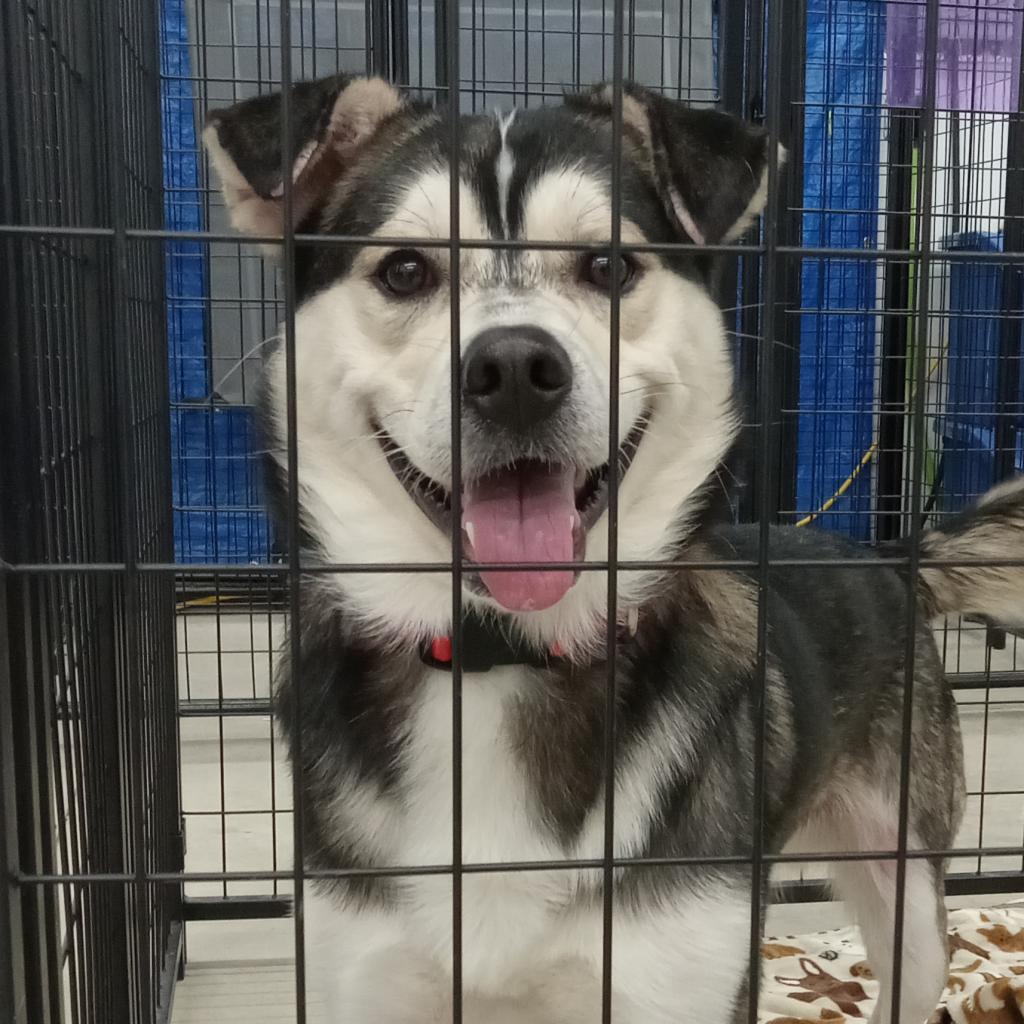 Enlarge Cooper, a Adoptable Husky in Bismarck, ND image 2/6