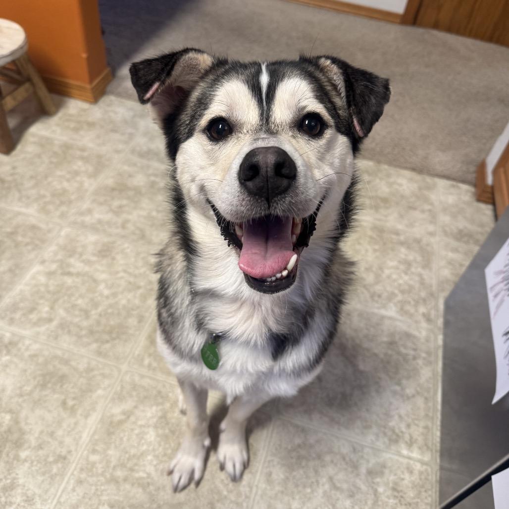 Enlarge Cooper, a Adoptable Husky in Bismarck, ND image 3/6