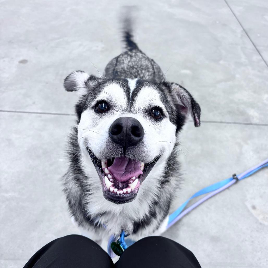 Enlarge Cooper, a Adoptable Husky in Bismarck, ND image 4/6