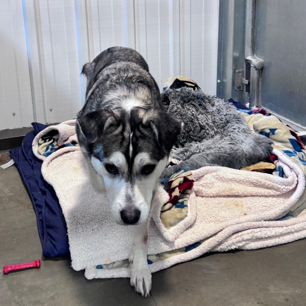 Enlarge Cooper, a Adoptable Husky in Bismarck, ND image 5/6