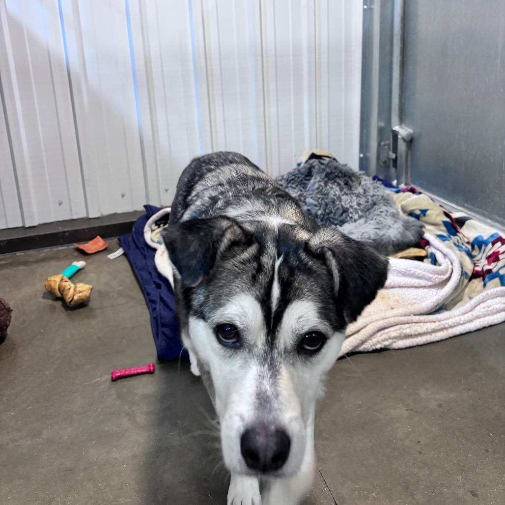 Enlarge Cooper, a Adoptable Husky in Bismarck, ND image 6/6