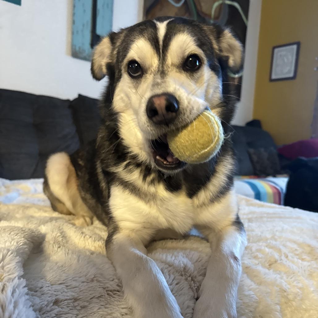 Enlarge Cooper, a Adoptable Husky in Bismarck, ND image 6/6