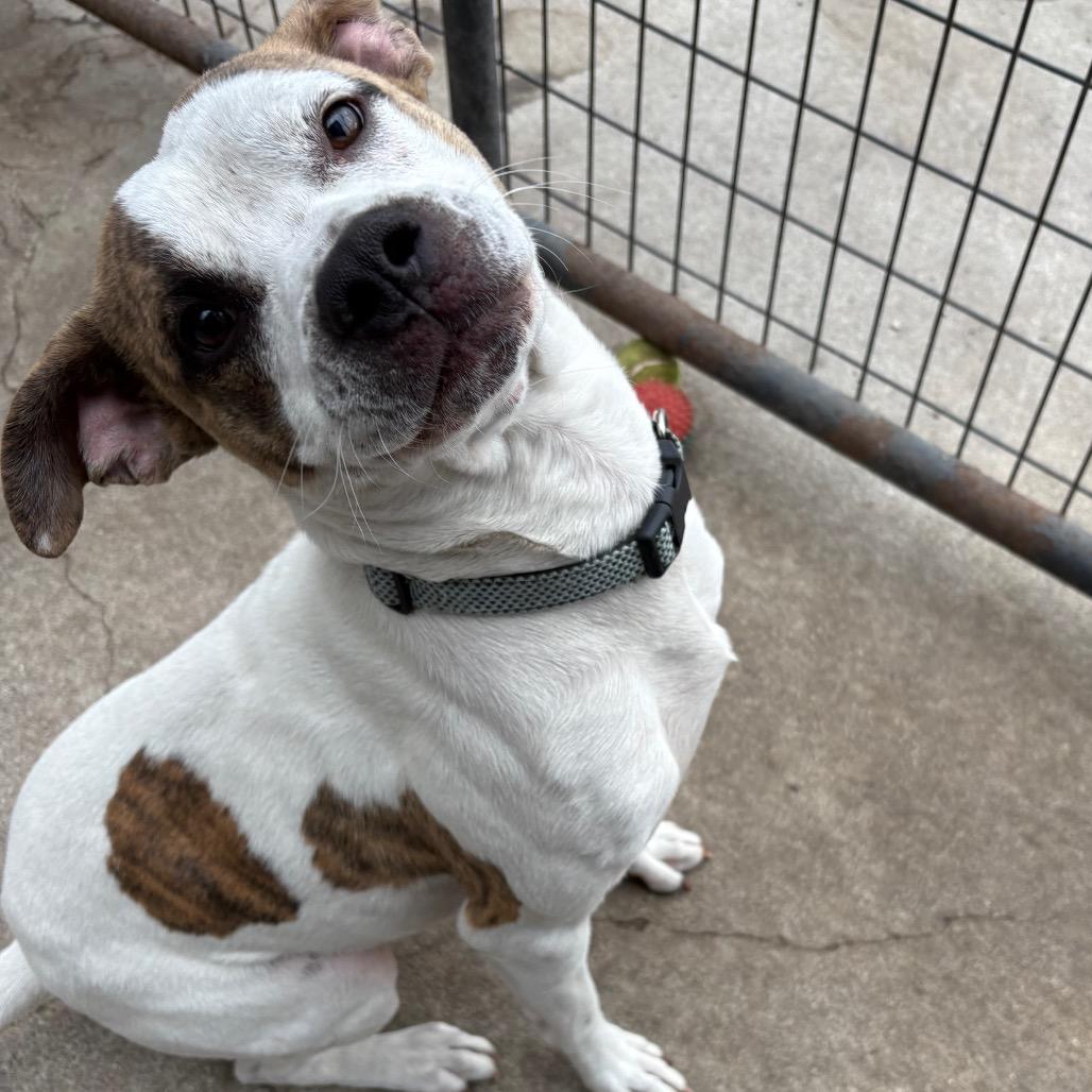 Apollo, ADOPTABLE, Adult Male Pit Bull Terrier.