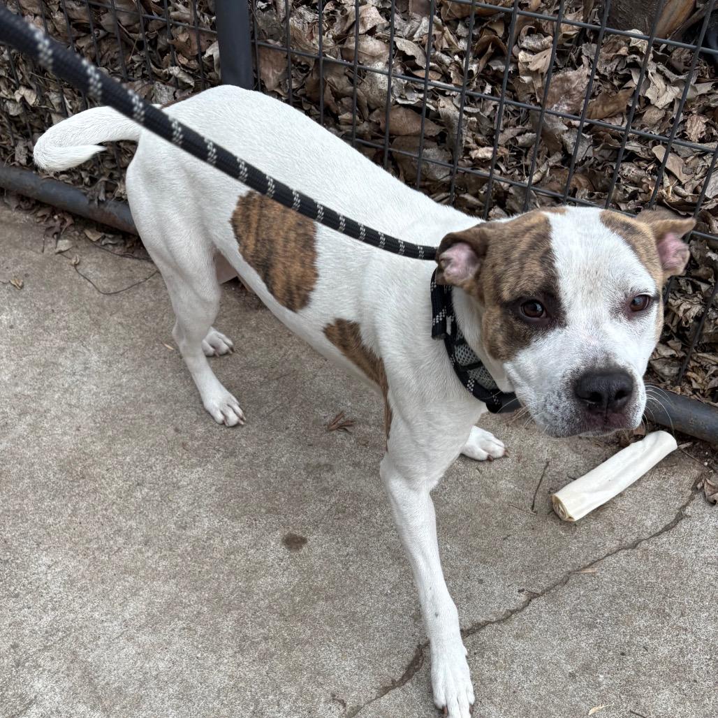 Enlarge Apollo, a ADOPTABLE Pit Bull Terrier in Crookston, MN image 3/4
