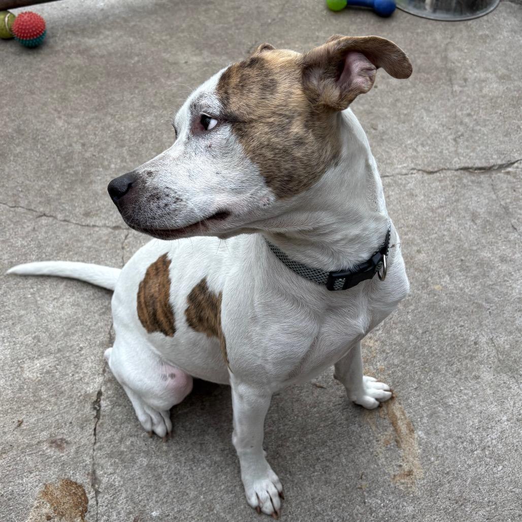 Enlarge Apollo, a ADOPTABLE Pit Bull Terrier in Crookston, MN image 2/4