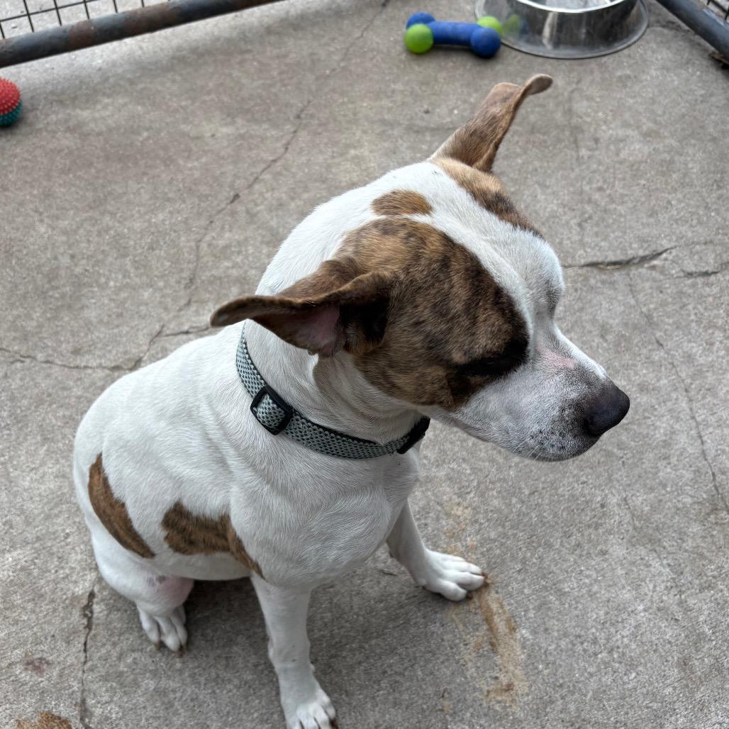 Enlarge Apollo, a ADOPTABLE Pit Bull Terrier in Crookston, MN image 4/4