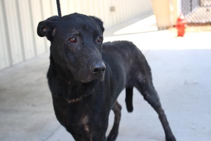 Enlarge Quincy, a Adoptable mixed breed in Brunswick, GA image 1/3