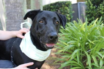 Enlarge Quincy, a Adoptable mixed breed in Brunswick, GA image 2/3