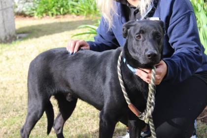 Enlarge Quincy, a Adoptable mixed breed in Brunswick, GA image 3/3