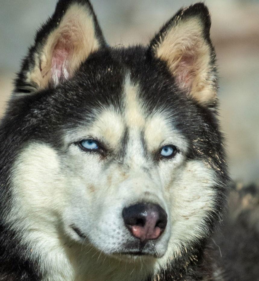 Braun, Adoptable, Adult Male Siberian Husky.