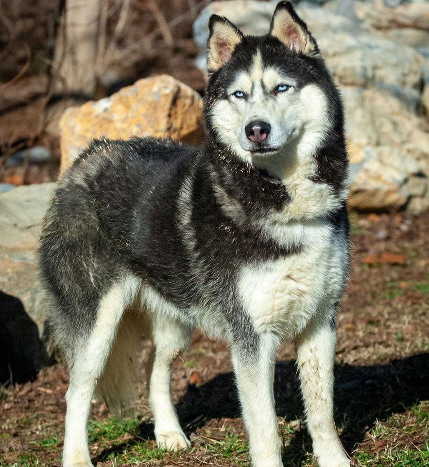 Braun, a Adoptable Siberian Husky in Millersville, MD image 2/3