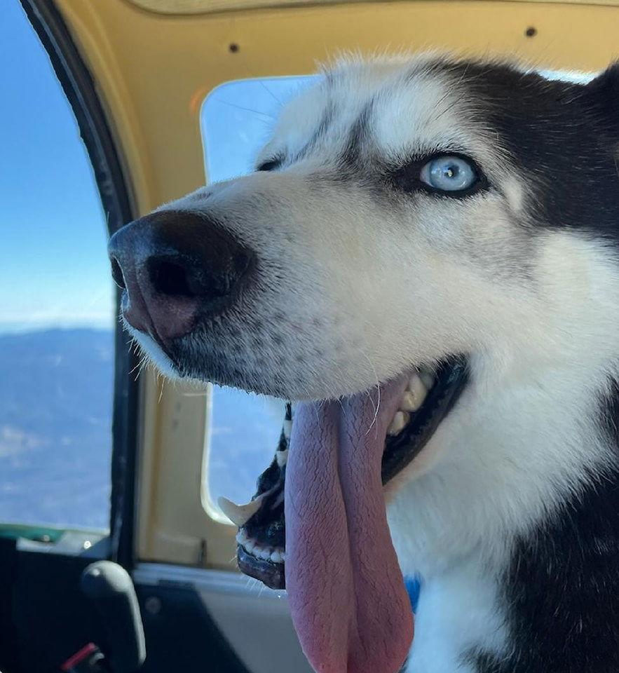 Braun, a Adoptable Siberian Husky in Millersville, MD image 3/3