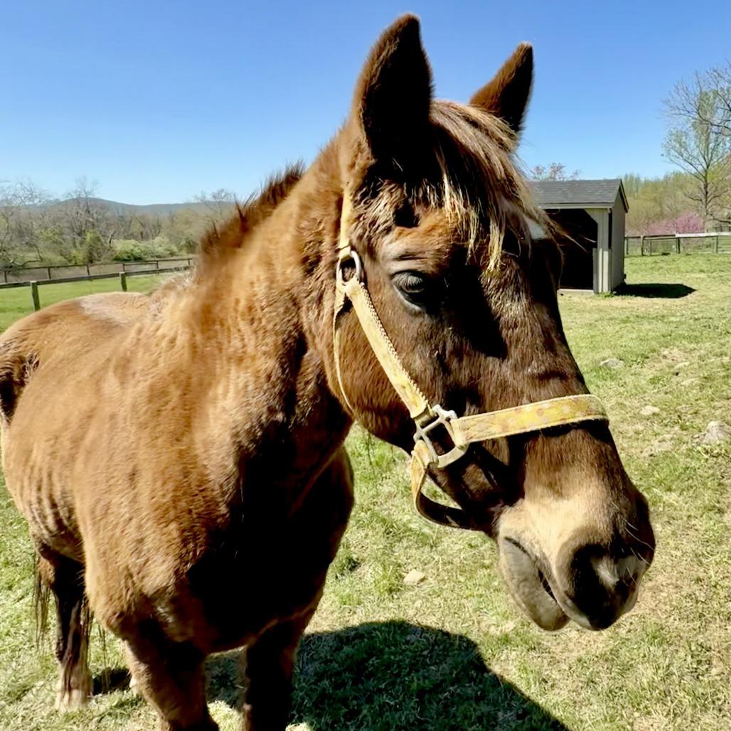 Enlarge Crew, a Adoptable mixed breed in Marshall, VA image 2/2
