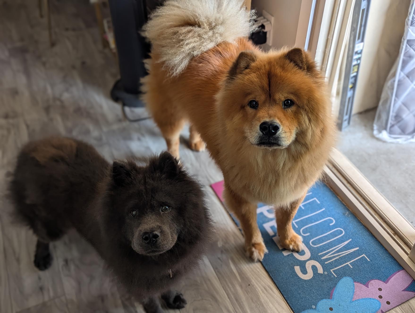 Enlarge Kaylia, a Adoptable Chow Chow in Marina del Rey, CA image 1/1