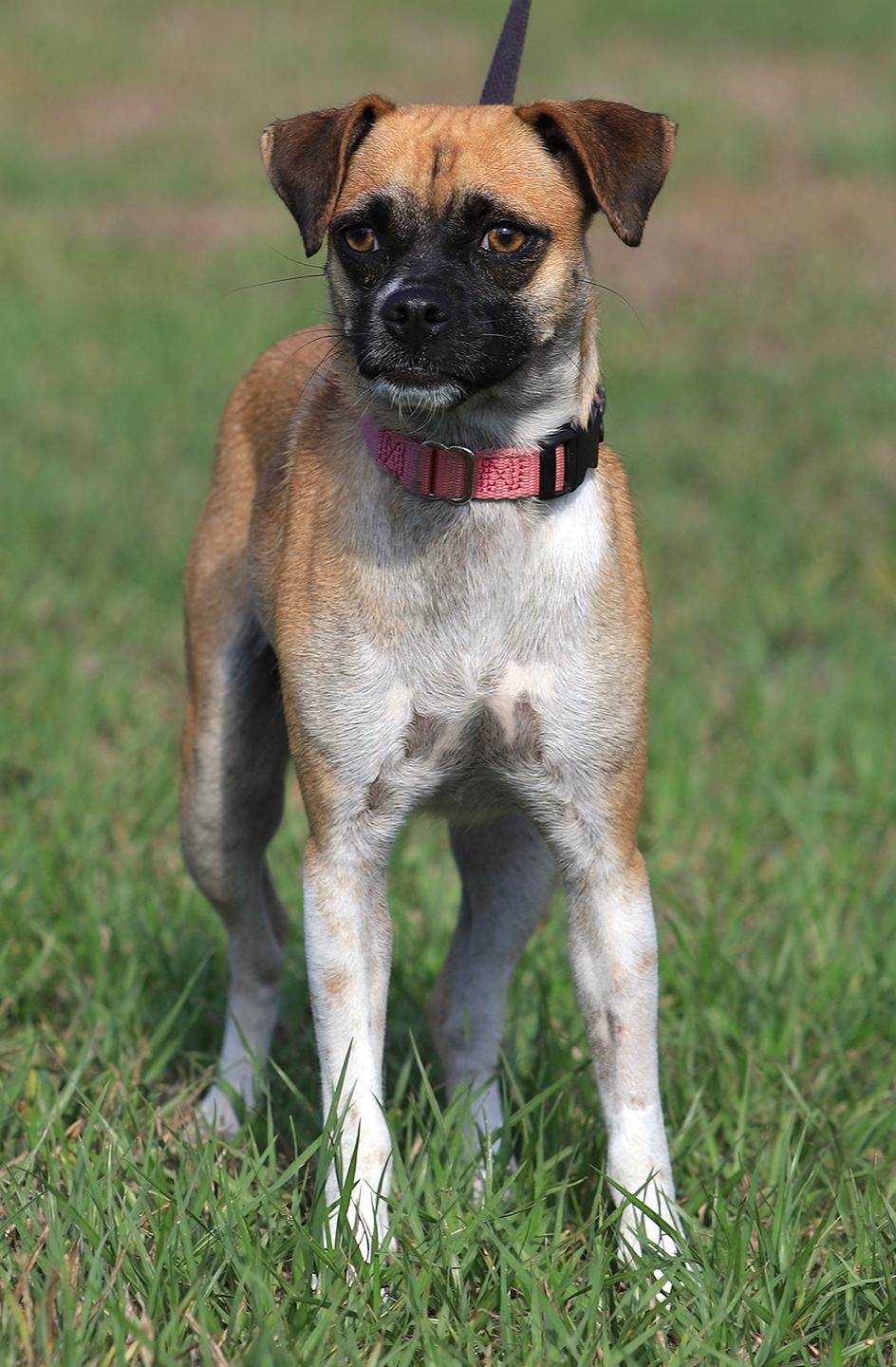India, Young Female Terrier