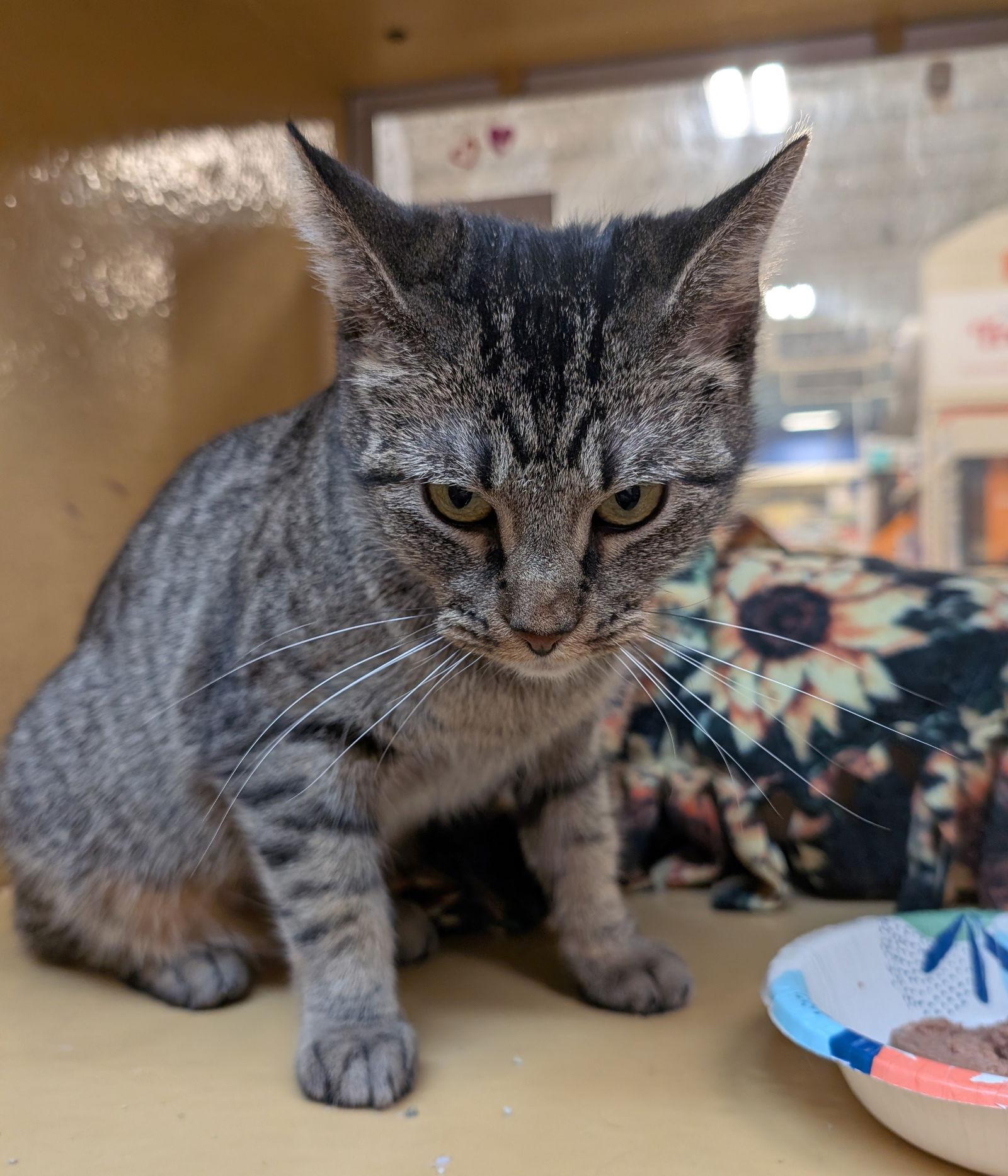 Willow, Adoptable, Adult Female Domestic Short Hair.