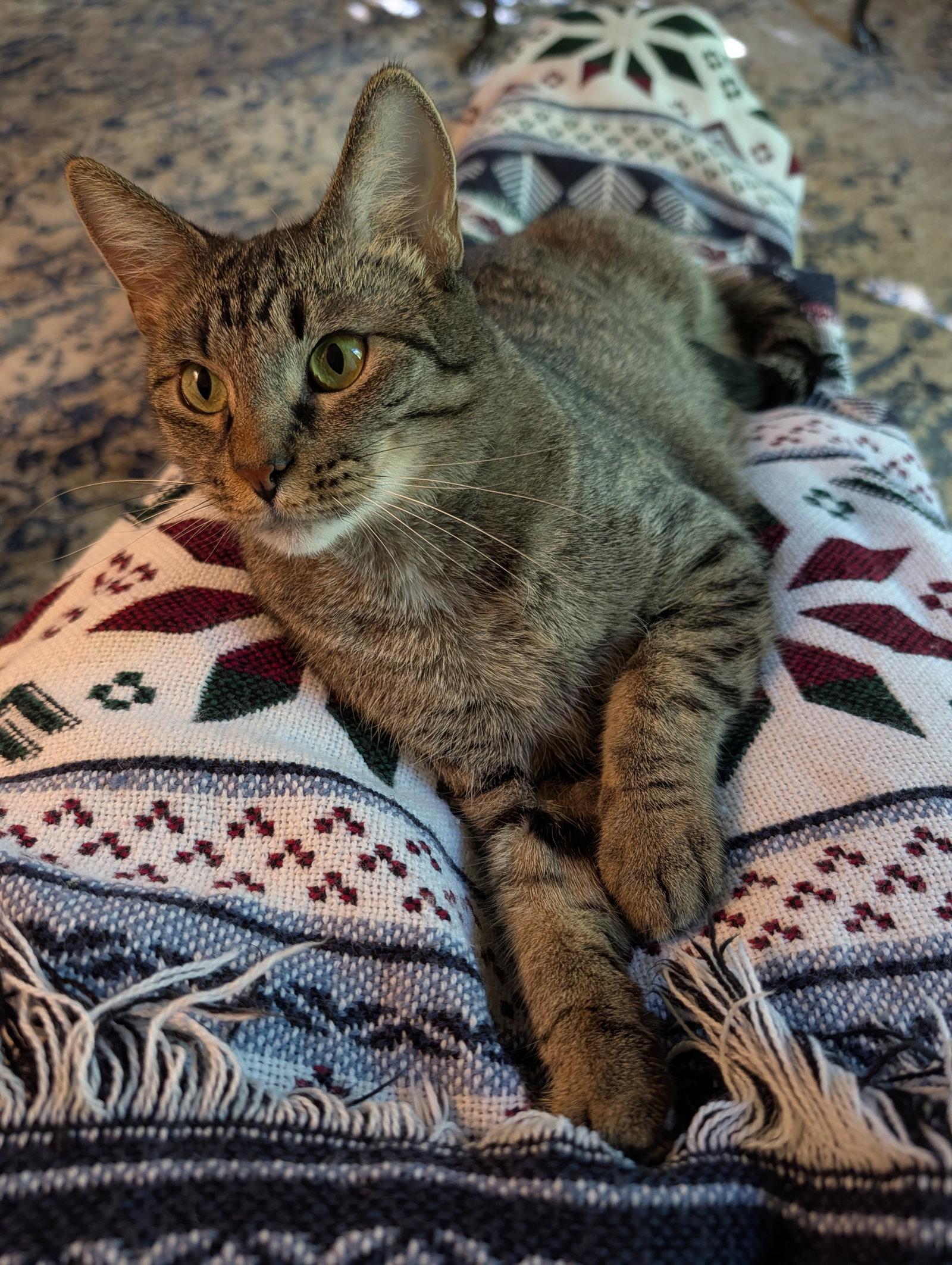 Willow, a Adoptable Domestic Short Hair in Wheaton, IL image 1/3