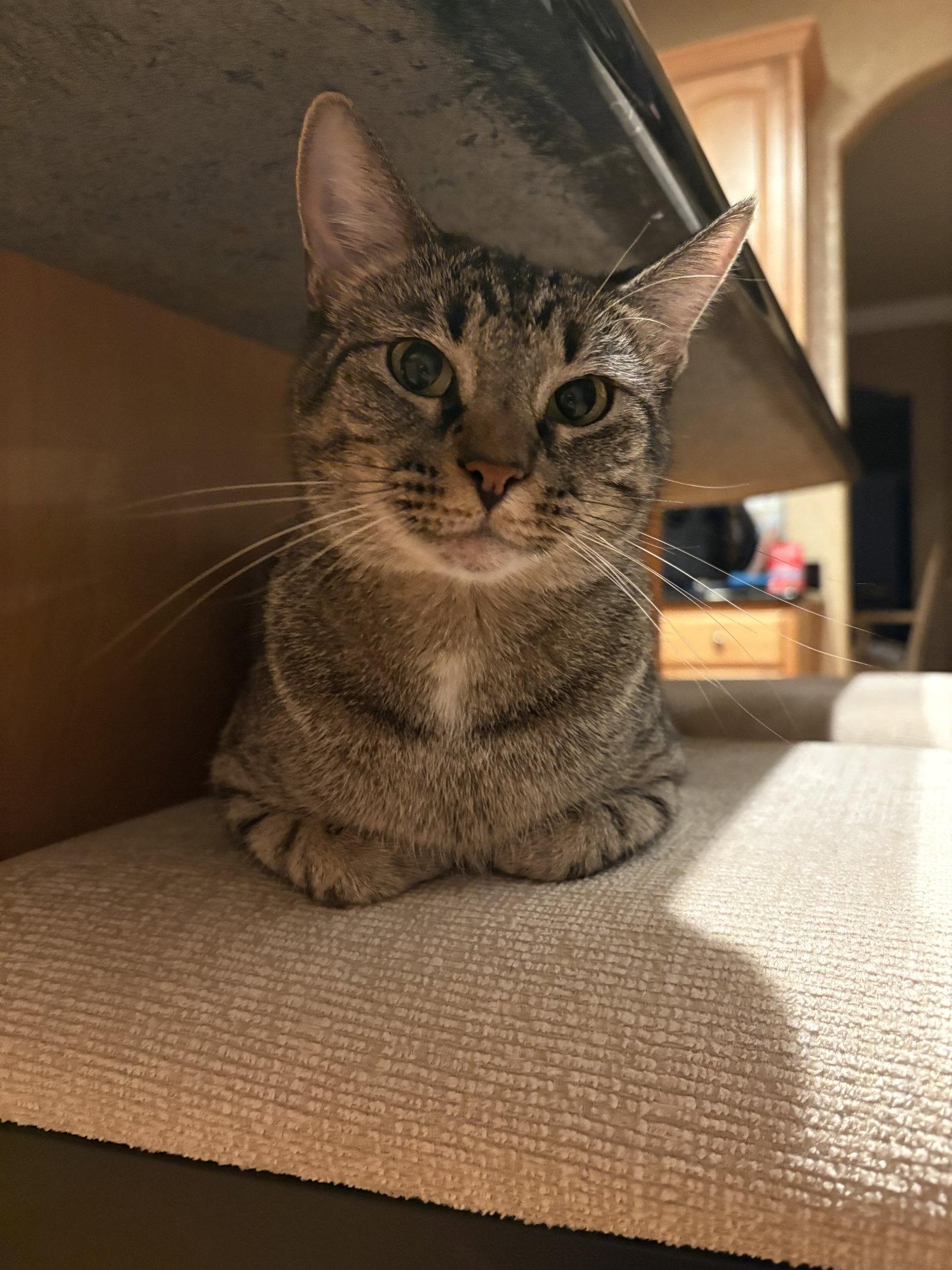 Willow, a Adoptable Domestic Short Hair in Wheaton, IL image 2/3