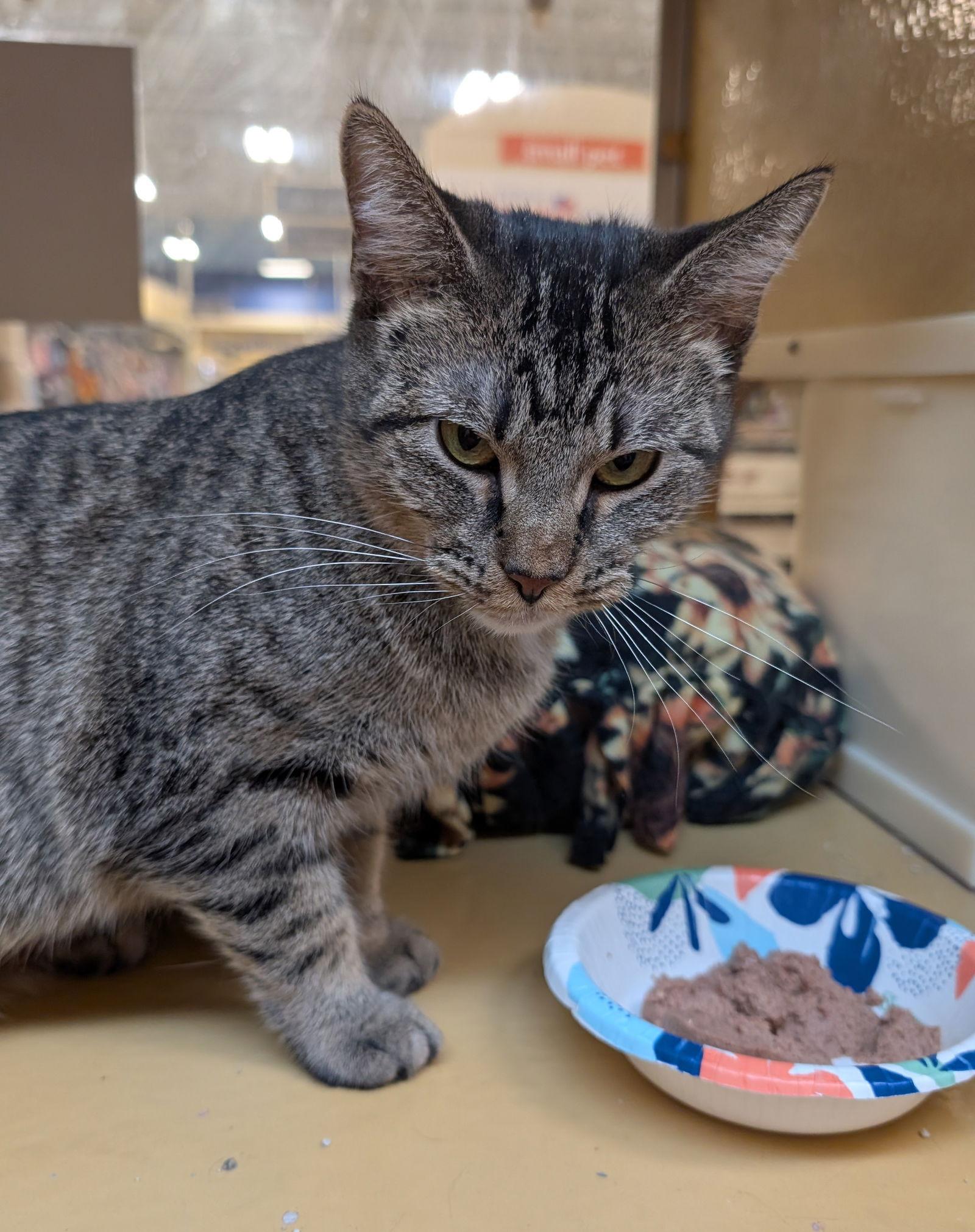 Enlarge Willow, a Adoptable Domestic Short Hair in Wheaton, IL image 2/3