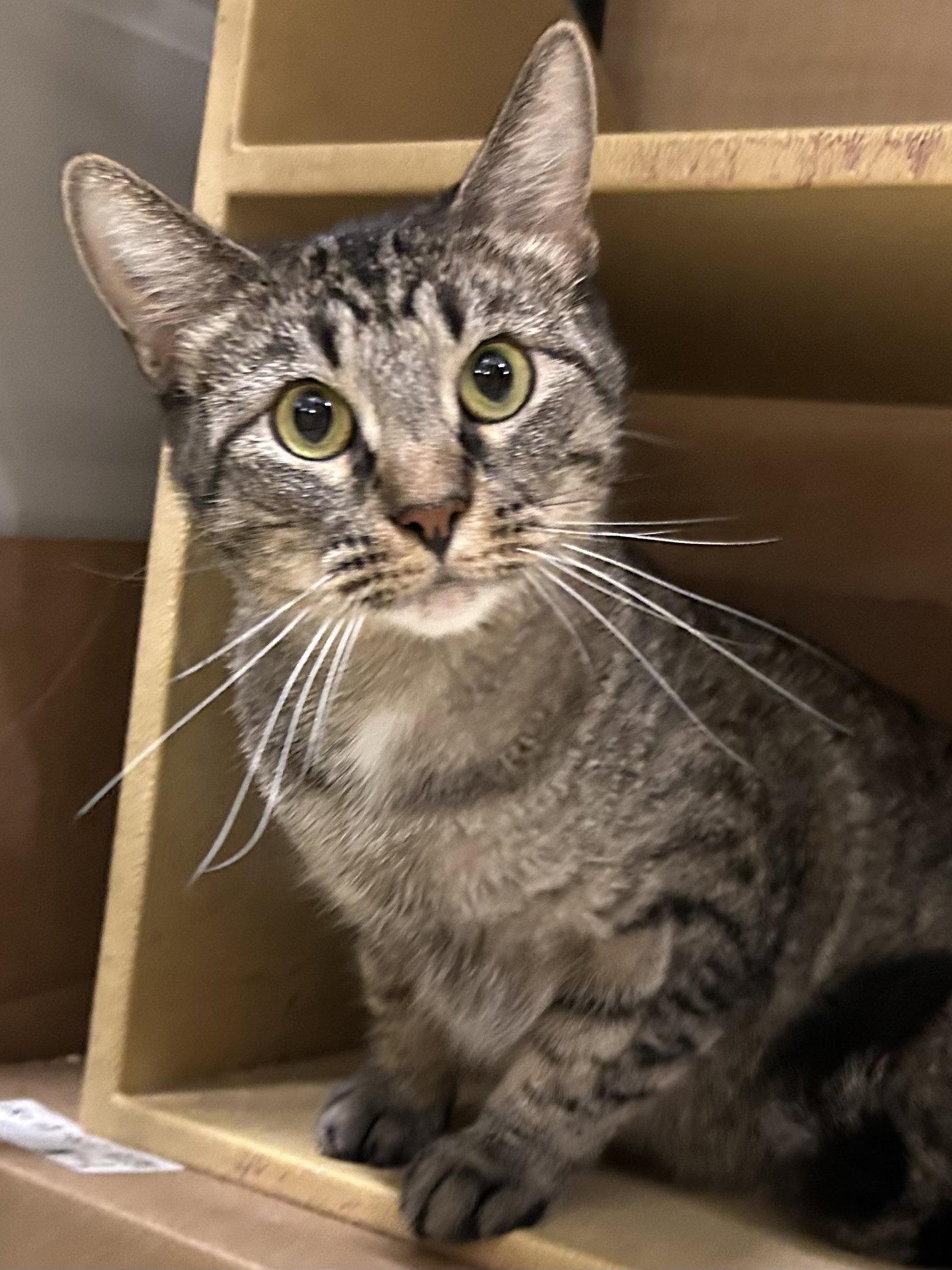 Enlarge Willow, a Adoptable Domestic Short Hair in Wheaton, IL image 1/3