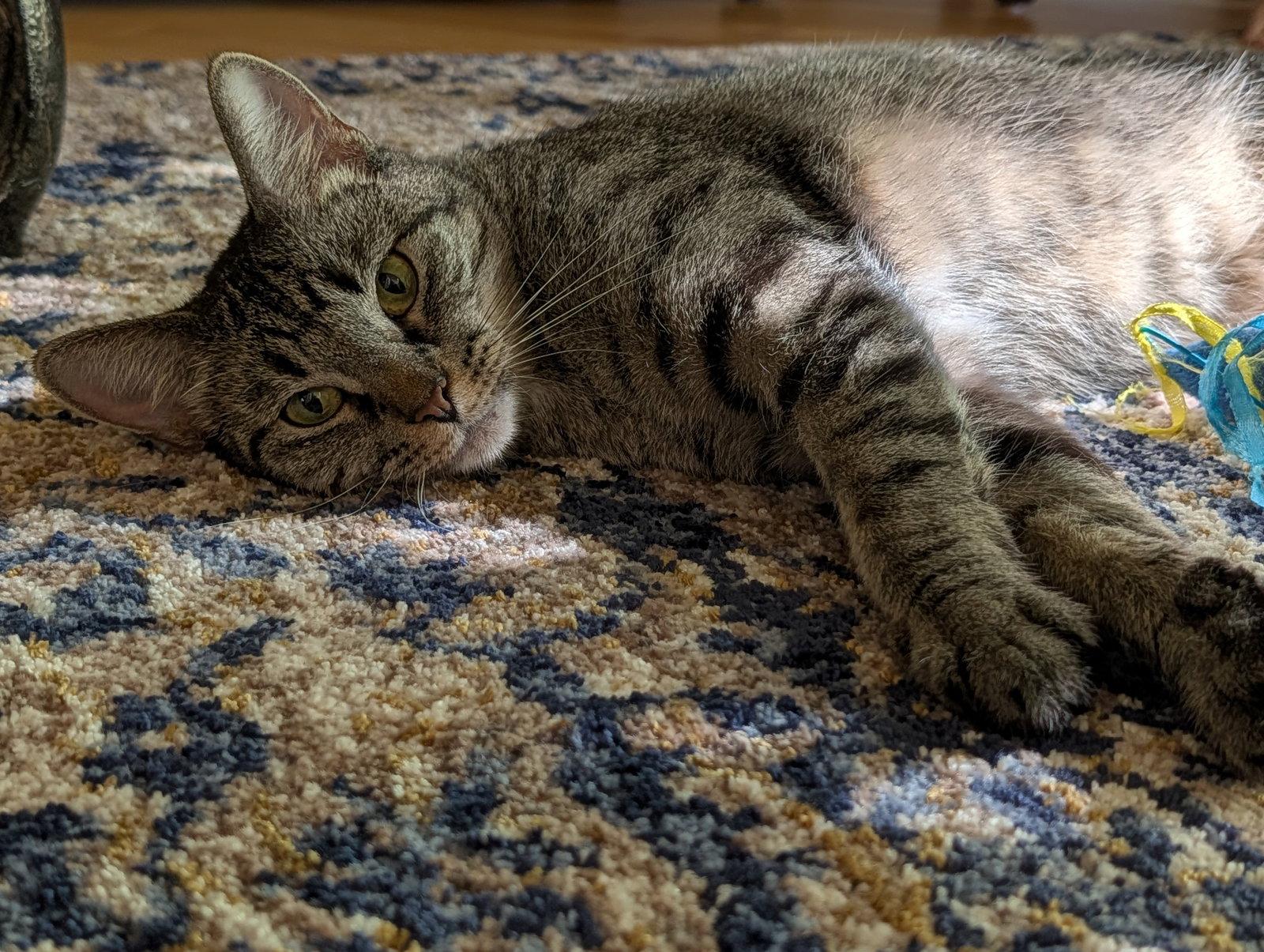 Willow, Adoptable, Adult Female Domestic Short Hair.