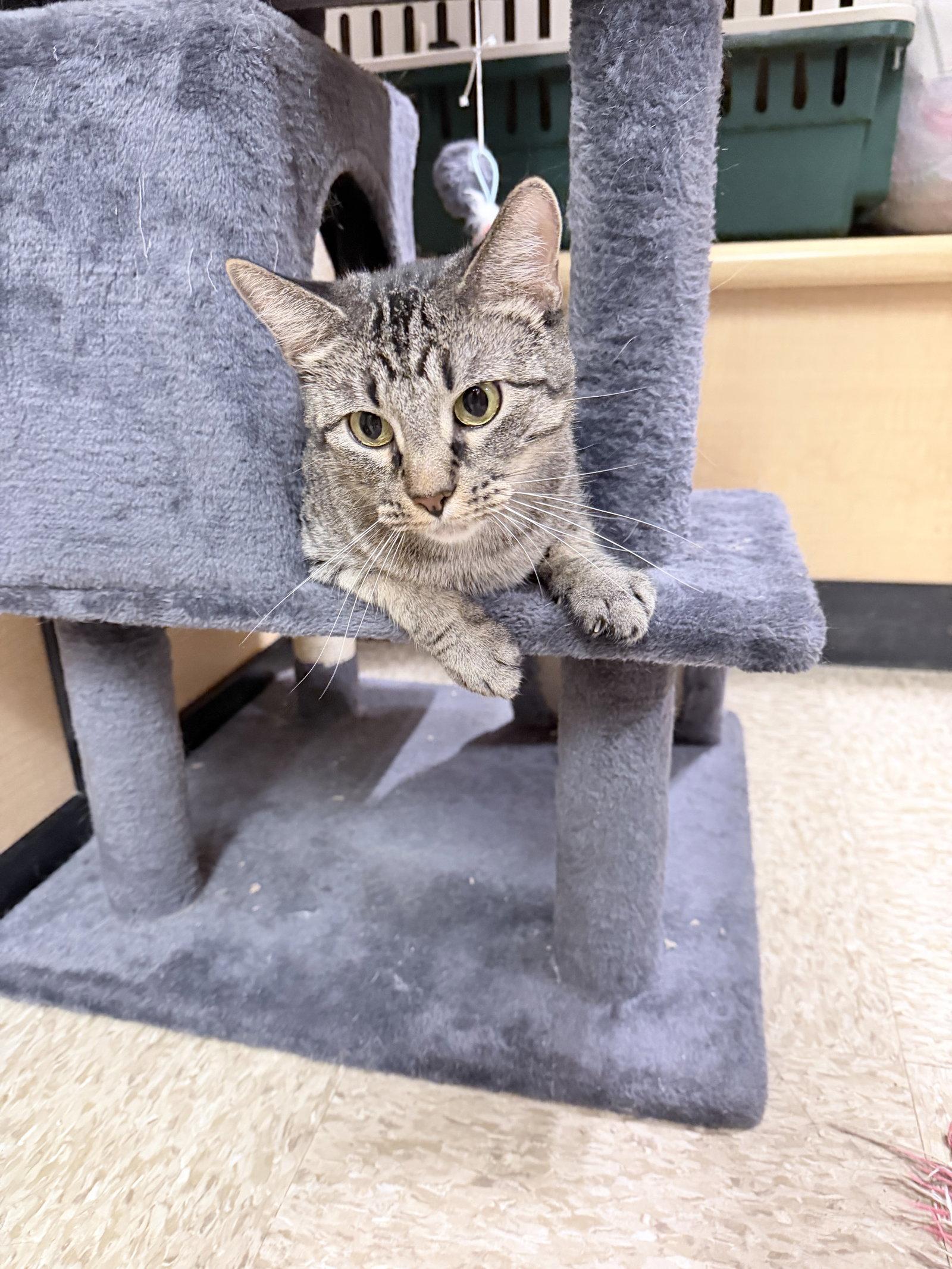 Enlarge Willow, a Adoptable Domestic Short Hair in Wheaton, IL image 2/3