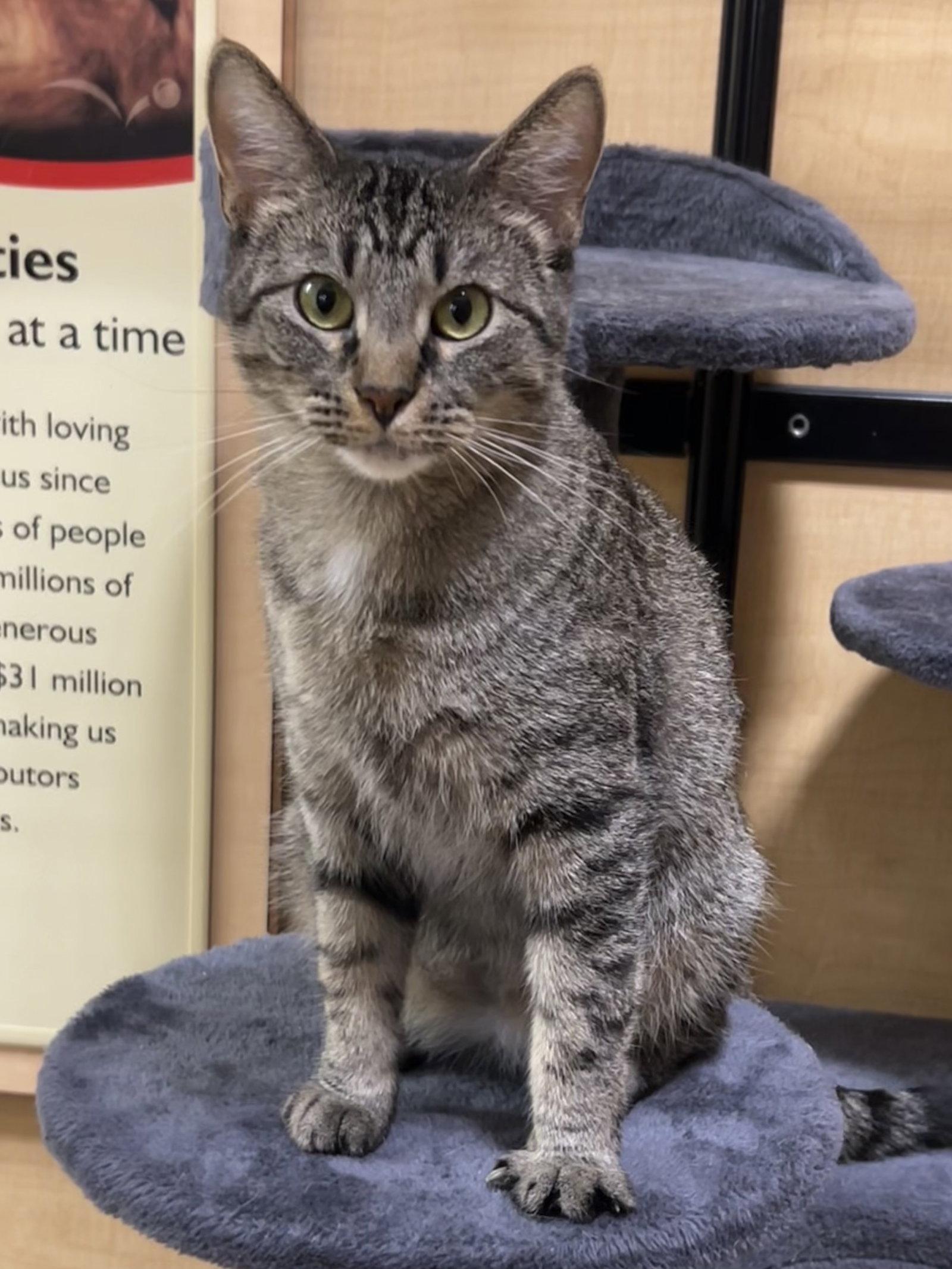 Enlarge Willow, a Adoptable Domestic Short Hair in Wheaton, IL image 3/3