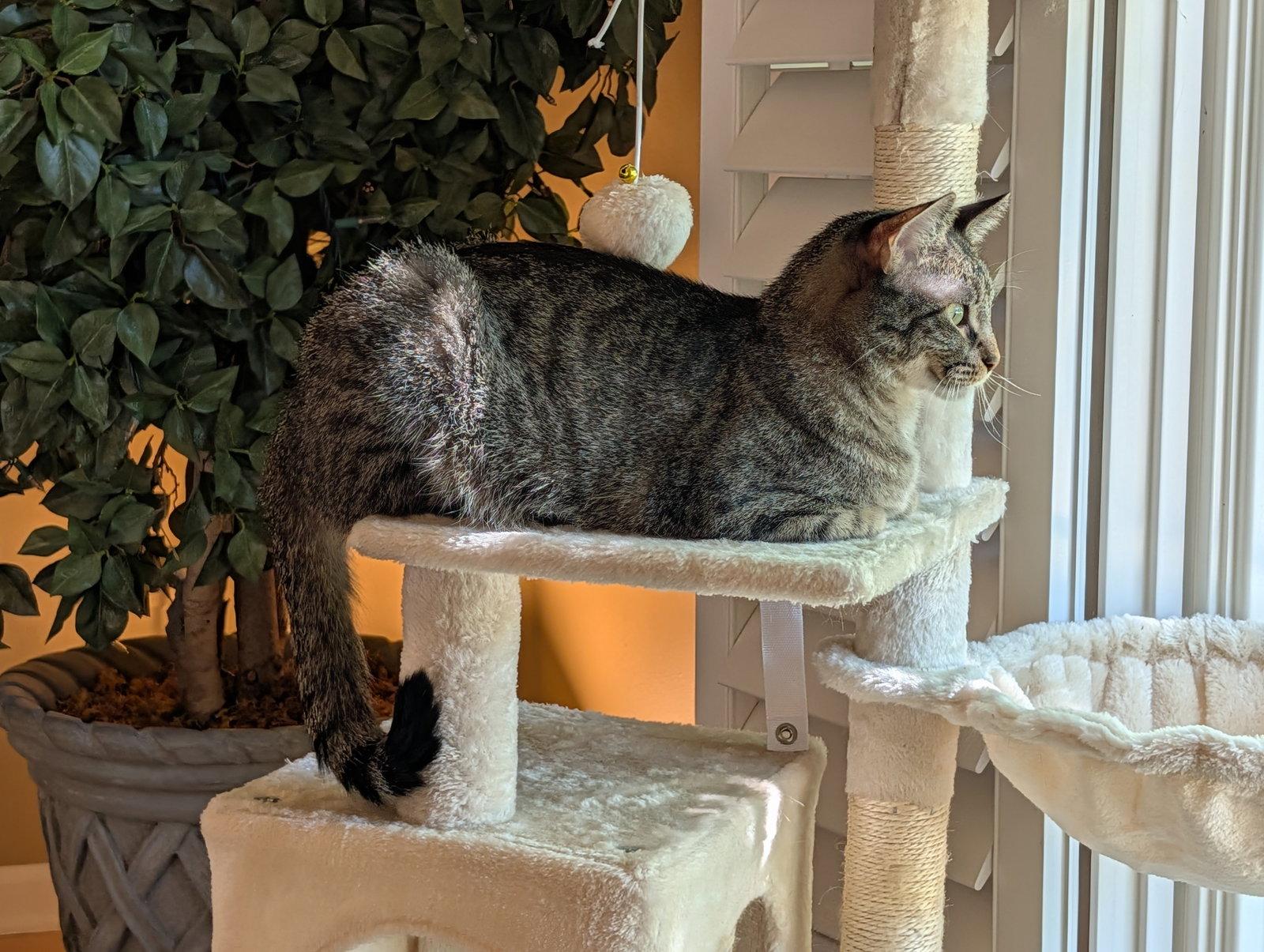 Willow, a Adoptable Domestic Short Hair in Wheaton, IL image 3/3