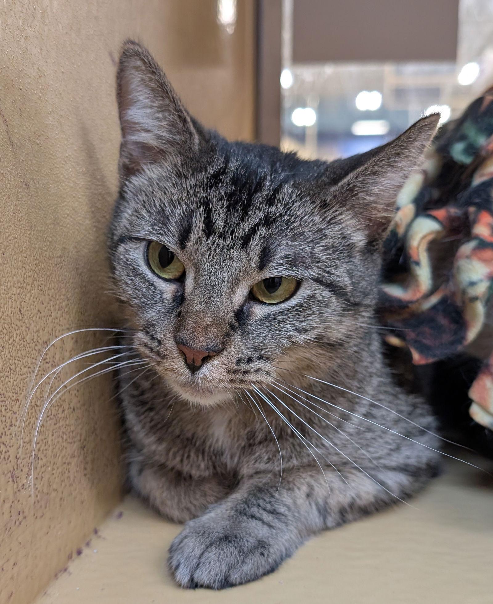 Enlarge Willow, a Adoptable Domestic Short Hair in Wheaton, IL image 3/3