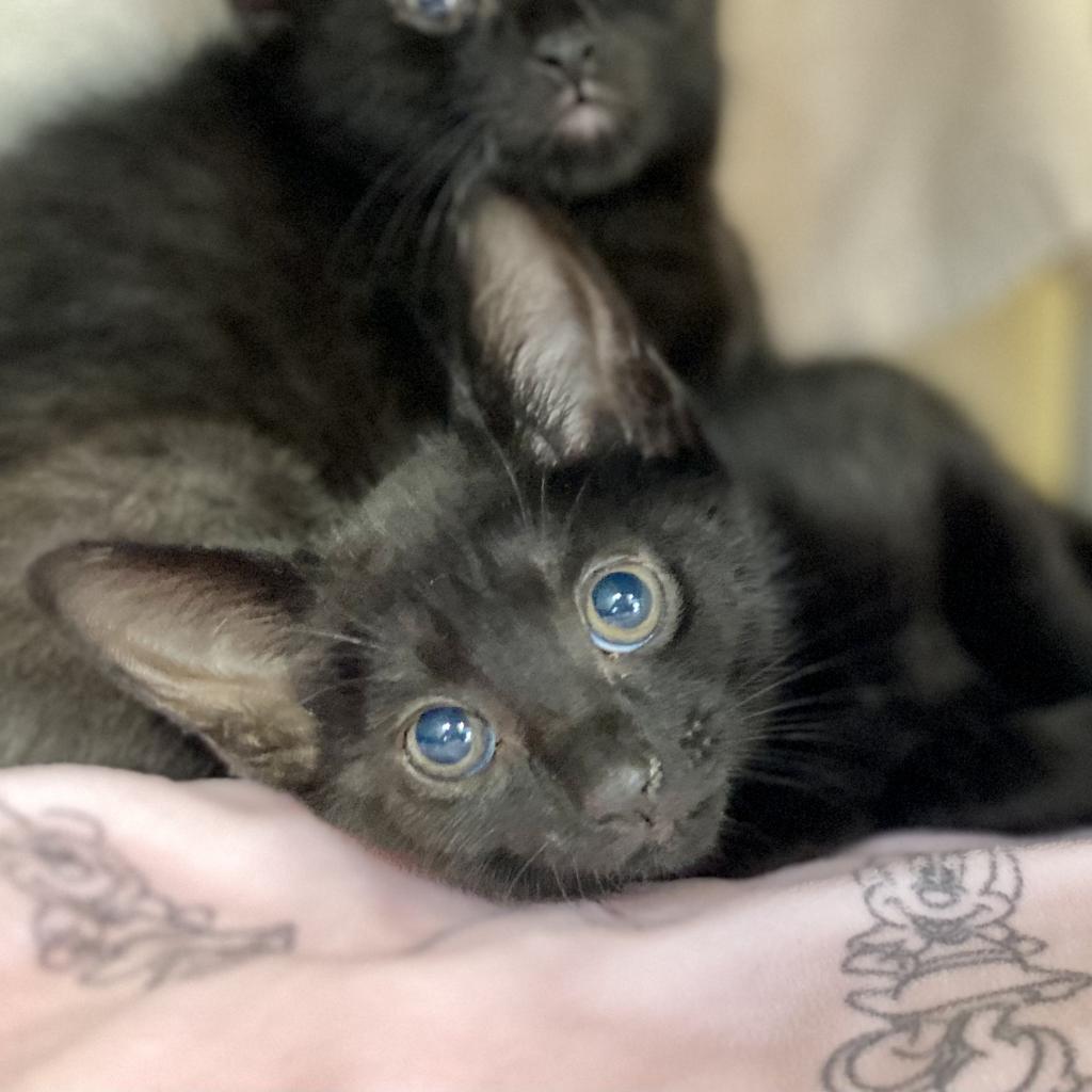 Enlarge Nova, a Adoptable Domestic Short Hair in New Fairfield, CT image 2/5