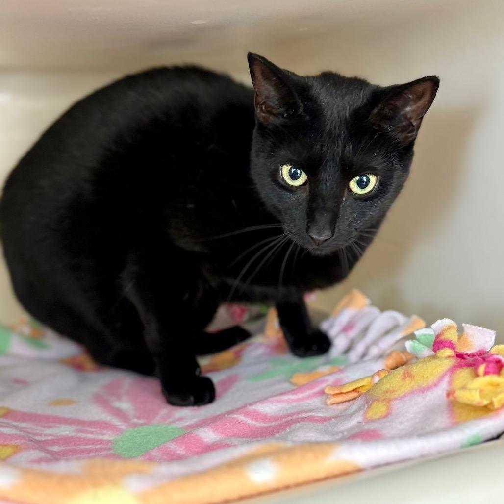 Enlarge Nova, a Adoptable Domestic Short Hair in New Fairfield, CT image 3/5