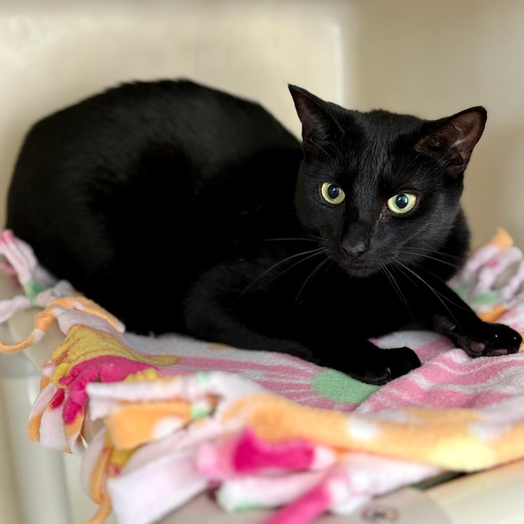 Enlarge Nova, a Adoptable Domestic Short Hair in New Fairfield, CT image 4/5