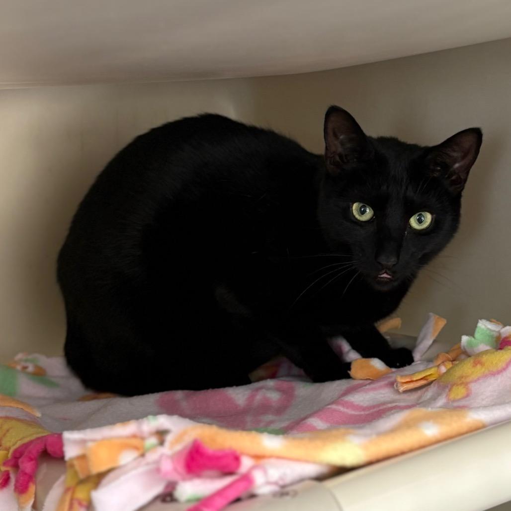 Enlarge Nova, a Adoptable Domestic Short Hair in New Fairfield, CT image 5/5